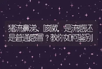 猪流鼻涕、咳嗽，是流感还是普通感冒？教你如何鉴别