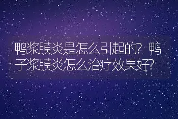 鸭浆膜炎是怎么引起的?鸭子浆膜炎怎么治疗效果好?