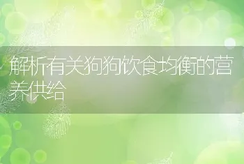 解析有关狗狗饮食均衡的营养供给