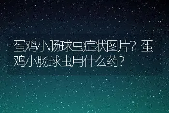 蛋鸡小肠球虫症状图片？蛋鸡小肠球虫用什么药？