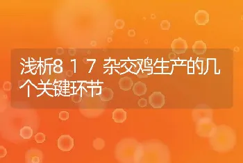 浅析817杂交鸡生产的几个关键环节