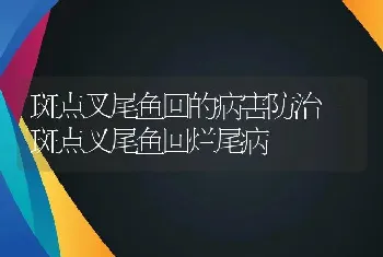 斑点叉尾鱼回的病害防治-斑点叉尾鱼回烂尾病