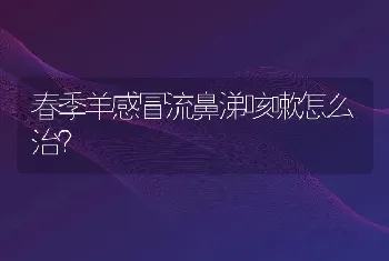 春季羊感冒流鼻涕咳嗽怎么治？