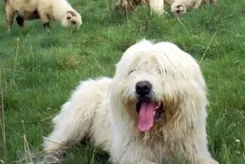 波兰低地牧羊犬怎么美容 毛发美容教程