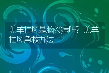 羔羊抽风是脑炎病吗?羔羊抽风急救办法