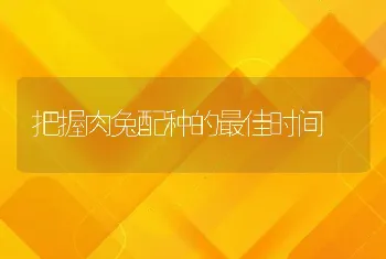 把握肉兔配种的最佳时间