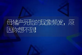 母猪产死胎的现象频发，原因你想不到!