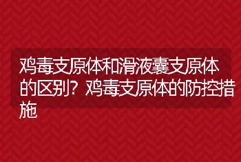 鸡毒支原体和滑液囊支原体的区别？鸡毒支原体的防控措施