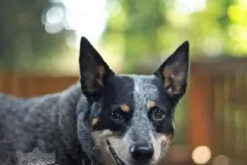 澳大利亚牧牛犬喂什么 澳大利亚牧牛犬喂养要点