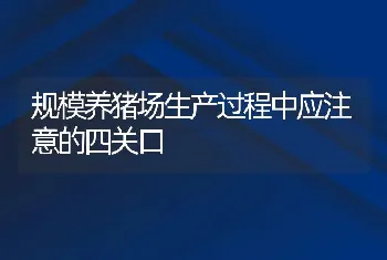 规模养猪场生产过程中应注意的四关口