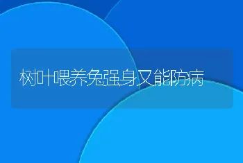 树叶喂养兔强身又能防病