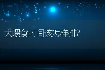 犬喂食时间该怎样排?