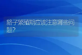 貉子繁殖期应该注意哪些问题？