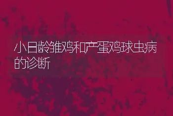 小日龄雏鸡和产蛋鸡球虫病的诊断