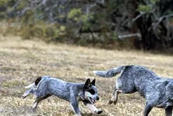 澳洲牧牛犬性格如何 澳大利亚牧牛犬性格介绍