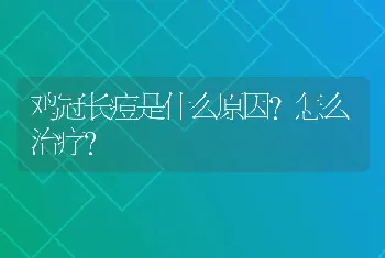 鸡冠长痘是什么原因?怎么治疗?