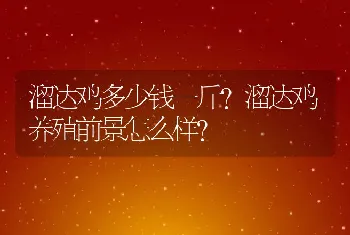 溜达鸡多少钱一斤？溜达鸡养殖前景怎么样？