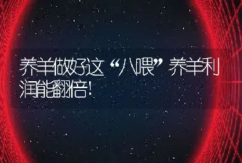 养羊做好这“八喂”养羊利润能翻倍!