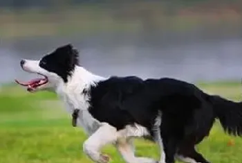 边境牧羊犬饲养注意事项