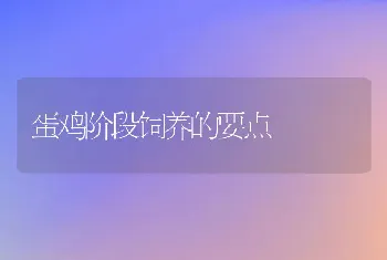 蛋鸡阶段饲养的要点