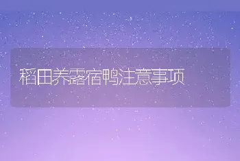 稻田养露宿鸭注意事项