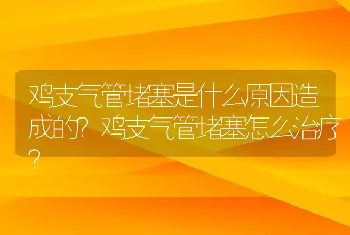 鸡支气管堵塞是什么原因造成的？鸡支气管堵塞怎么治疗？