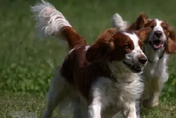 威尔士跳猎犬每天喂几次 威尔士跳猎犬喂食次数