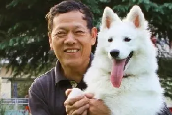 [萨摩耶犬多少钱一只]怎么挑选纯种萨摩耶？