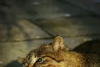 [宠物猫图片]打盹的猫咪