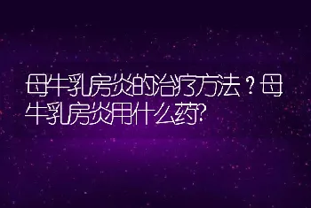 母牛乳房炎的治疗方法？母牛乳房炎用什么药?