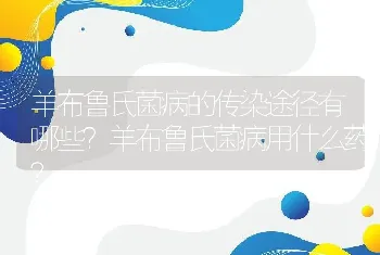 羊布鲁氏菌病的传染途径有哪些？羊布鲁氏菌病用什么药？