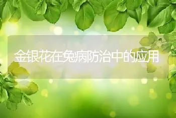 金银花在兔病防治中的应用