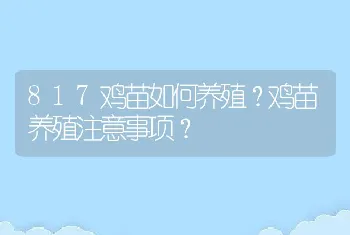 817鸡苗如何养殖？鸡苗养殖注意事项？