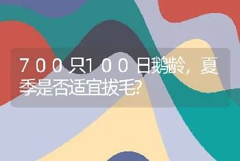 700只100日鹅龄，夏季是否适宜拔毛?