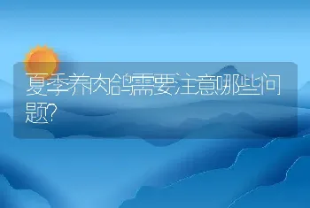 夏季养肉鸽需要注意哪些问题？