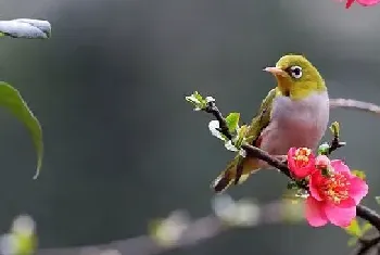 [红胁绣眼鸟图片]在春天里歌唱