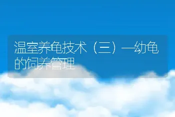 肉鸡传染性呼吸道病和大肠杆菌并发症及防治