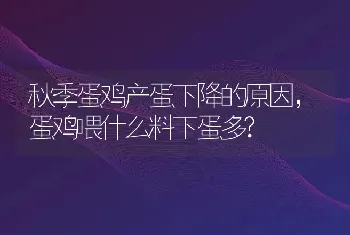 秋季蛋鸡产蛋下降的原因，蛋鸡喂什么料下蛋多?