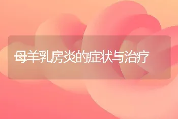 母羊乳房炎的症状与治疗