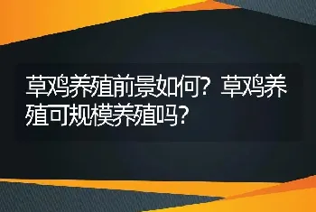 草鸡养殖前景如何？草鸡养殖可规模养殖吗？