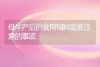 母牛产后的食用饲料需要注意的事项