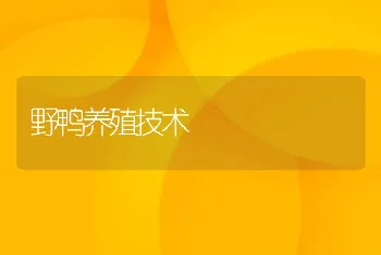 野鸭养殖技术