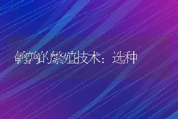 鹌鹑的繁殖技术：选种