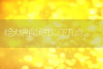 给犬喂食须知以下几点