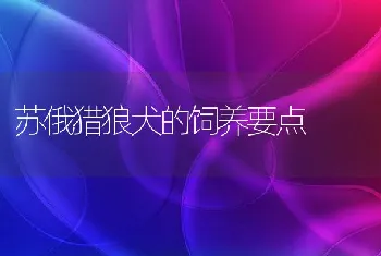 苏俄猎狼犬的饲养要点