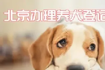 北京办理养犬登记证流程