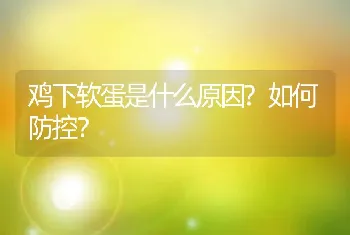 鸡下软蛋是什么原因?如何防控？