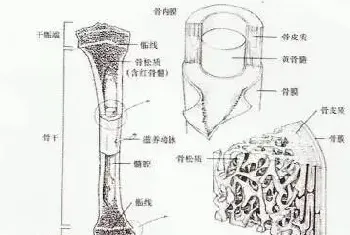 [健康课堂]狗狗猫猫骨折固定技术及失败原因分析