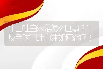 牛口吐白沫是怎么回事？牛反刍时口吐白沫如何治疗？