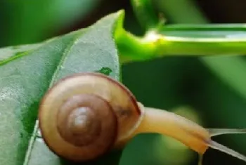 蜗牛的饲养方法简介